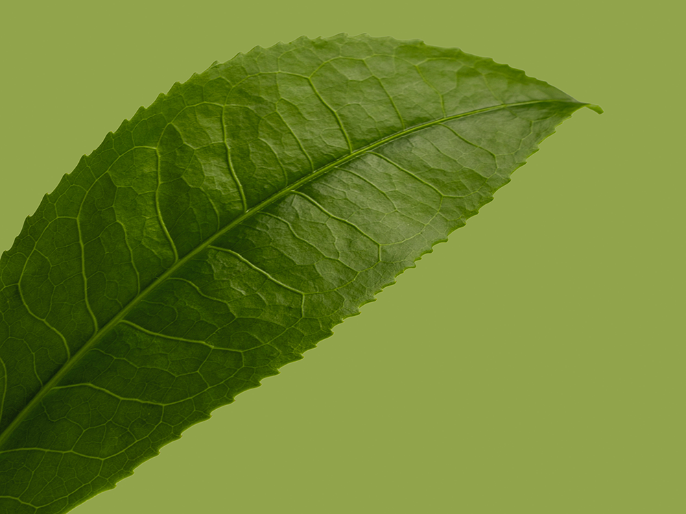 Manu's Sencha und Manu's Sencha Matcha